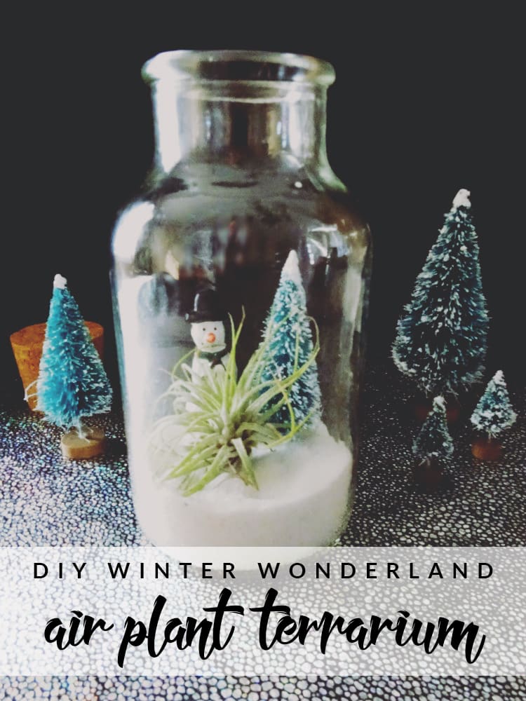 Need some new decor for Winter? This winter wonderland air plant terrarium is perfect for those with or without a green thumb!