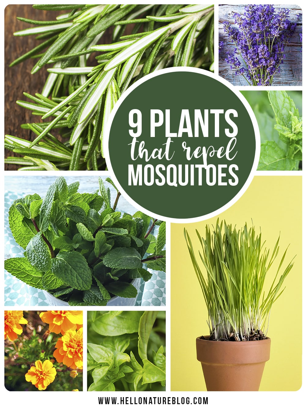 9 Easy To Care For Plants That Repel Mosquitoes Hello Nature